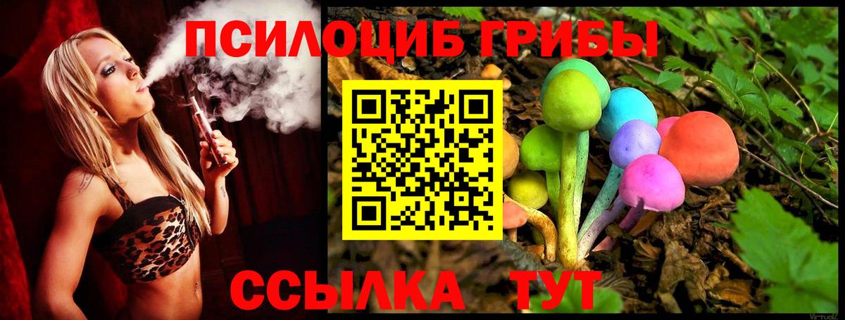 Псилоцибиновые грибы Psilocybe Алейск